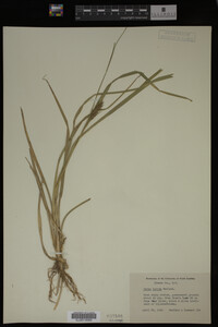 Carex lurida image