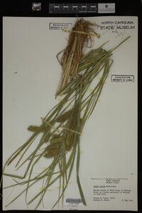 Carex lurida image