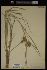 Carex lurida image