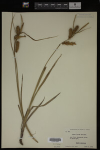 Carex lurida image