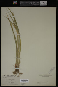 Carex lurida image