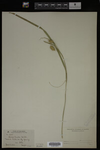 Carex lurida image