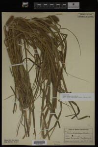 Carex lurida image