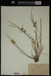 Carex lurida image