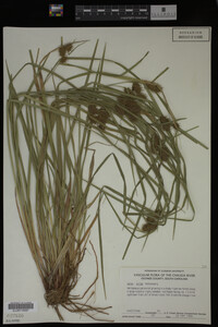 Carex lurida image