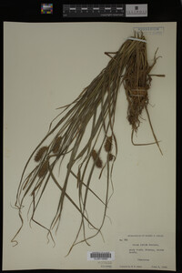 Carex lurida image