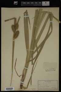 Carex lurida image
