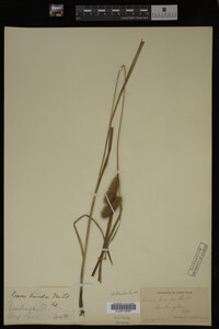 Carex lurida image