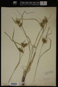 Carex lurida image