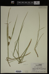 Carex lurida image