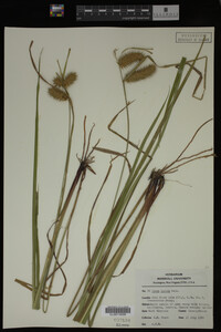 Carex lurida image