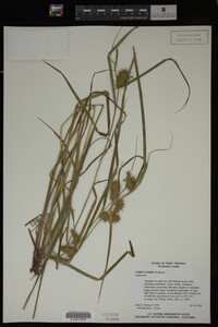 Carex lurida image