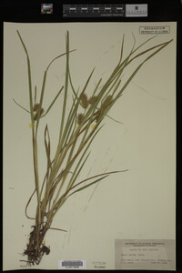 Carex lurida image