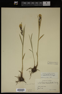 Image Associated With the Occurrence