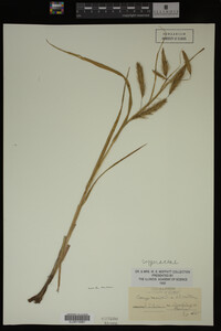 Image Associated With the Occurrence