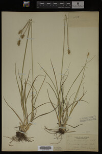 Carex muhlenbergii image