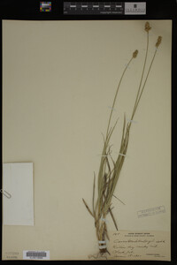 Media resource of Carex muhlenbergii