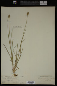 Carex muhlenbergii image