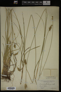 Carex muhlenbergii image