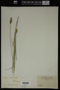 Carex muhlenbergii image