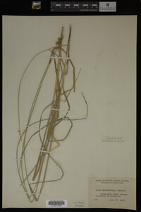 Carex muhlenbergii image
