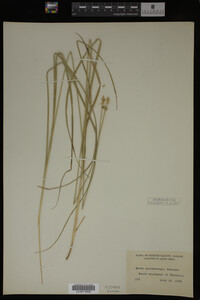 Carex muhlenbergii image