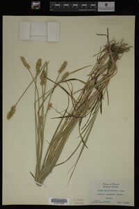 Carex muhlenbergii image