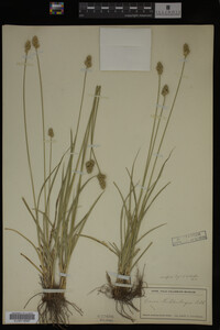 Carex muhlenbergii image