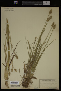 Carex muhlenbergii image
