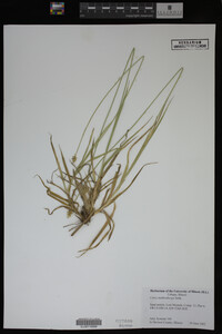Carex muhlenbergii image