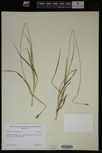 Carex muhlenbergii image
