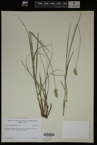 Carex muhlenbergii image