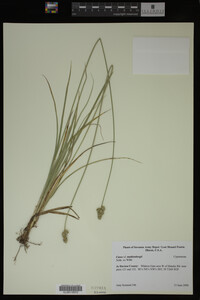 Carex muhlenbergii image