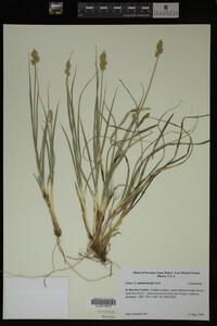 Carex muhlenbergii image