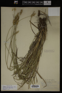 Carex muhlenbergii image