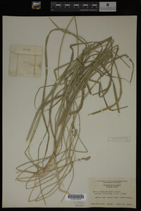 Carex muhlenbergii image