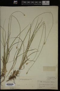 Carex muhlenbergii image