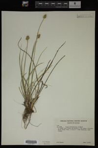 Carex muhlenbergii image