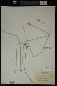 Carex muhlenbergii image
