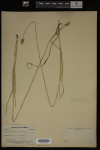 Carex muhlenbergii image