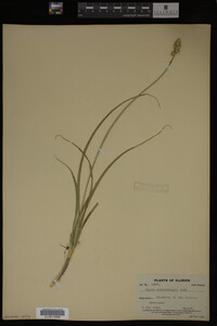 Carex muhlenbergii image