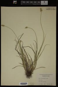 Carex muhlenbergii image
