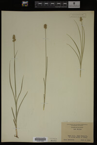 Carex muhlenbergii image