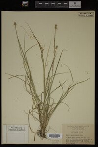 Carex muhlenbergii image