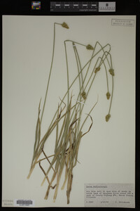 Carex muhlenbergii image