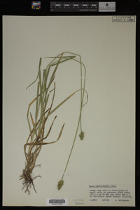 Carex muhlenbergii image