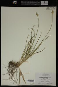 Carex muhlenbergii image