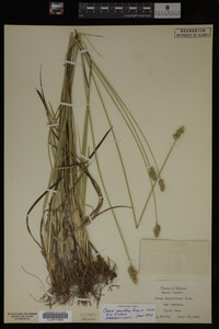 Carex muhlenbergii image