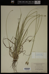 Carex muhlenbergii image