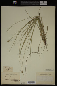 Carex muhlenbergii image